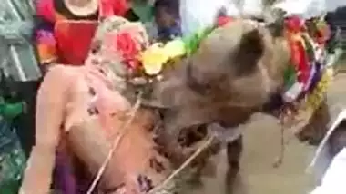 Ajab Desh Ki Gajab Tamasha Camel engulfing milk sacks